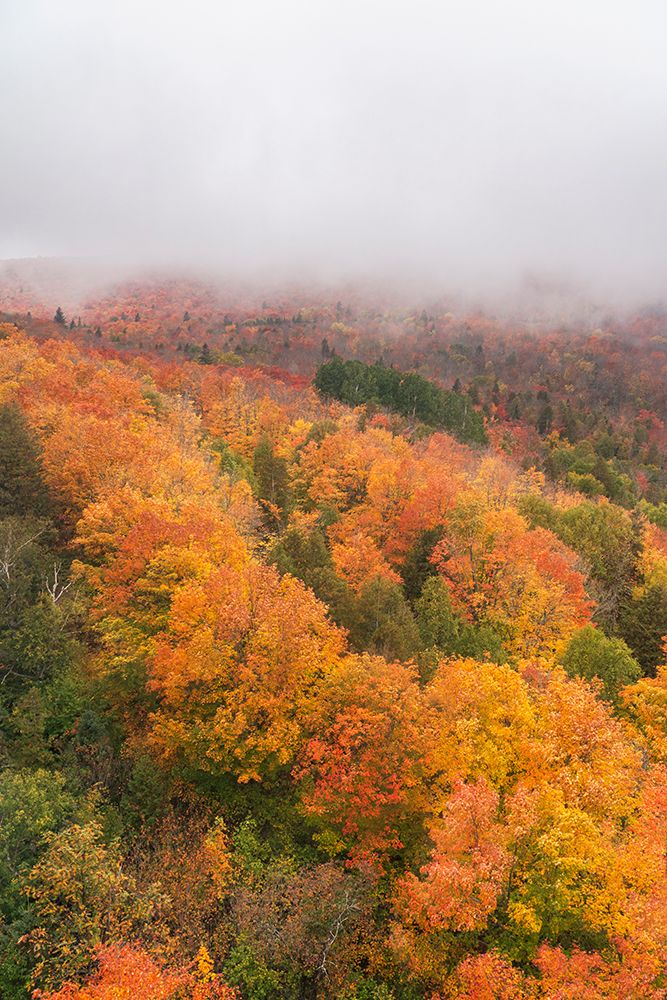 USA, Minnesota, Superior National Forest. Autumn forest colors and fog. art print by Jaynes Gallery for $57.95 CAD
