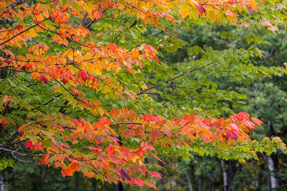 USA, Minnesota, Superior National Forest. Autumn colors in maple tree. art print by Jaynes Gallery for $57.95 CAD