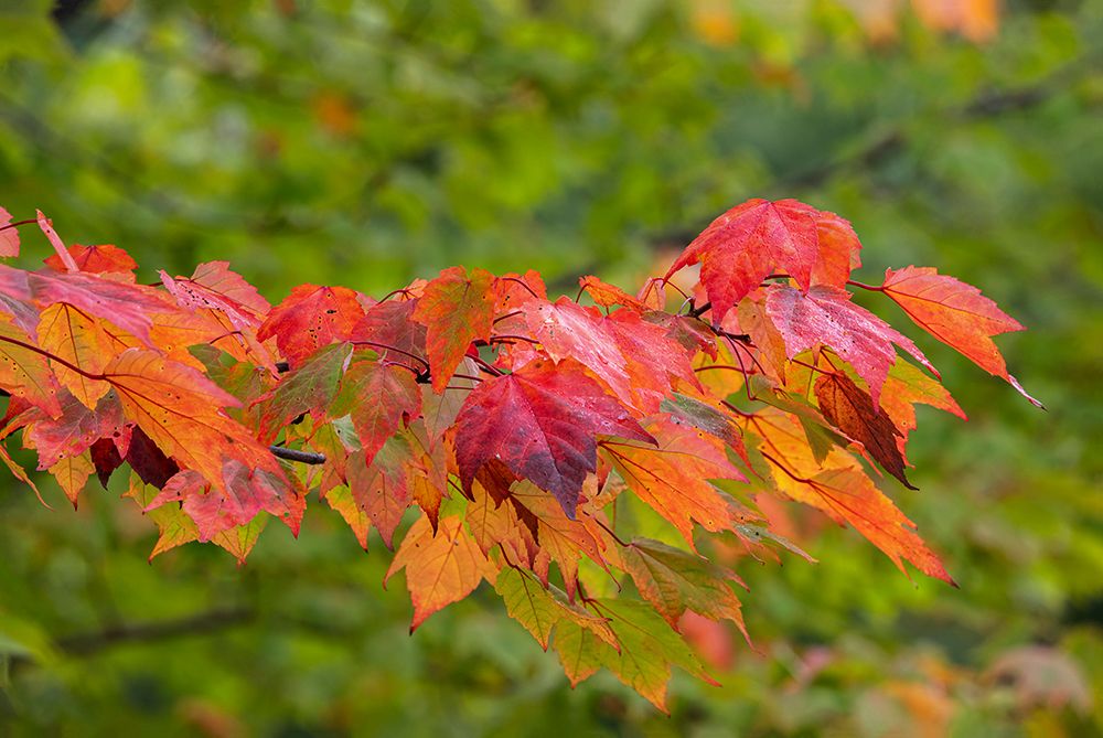 USA, Minnesota, Superior National Forest. Autumn colors in maple tree. art print by Jaynes Gallery for $57.95 CAD