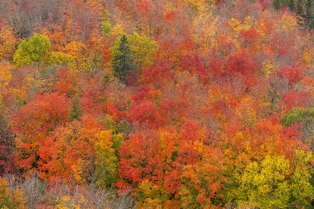 USA, Minnesota, Superior National Forest. Autumn forest colors. art print by Jaynes Gallery for $57.95 CAD