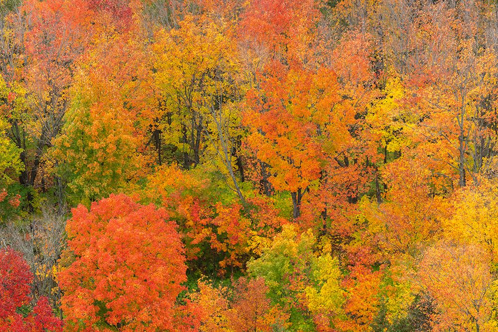 USA, Minnesota, Superior National Forest. Autumn forest colors. art print by Jaynes Gallery for $57.95 CAD