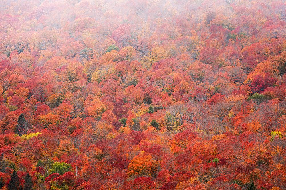 USA, Minnesota, Superior National Forest. Autumn forest colors and fog. art print by Jaynes Gallery for $57.95 CAD