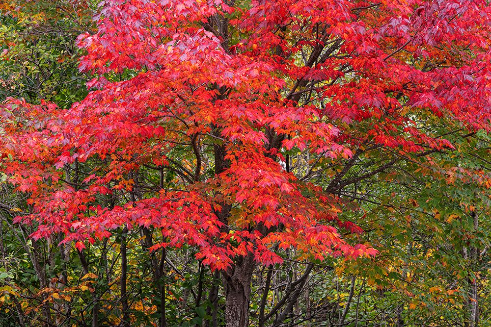 USA, Minnesota, Superior National Forest. Autumn colors in maple tree. art print by Jaynes Gallery for $57.95 CAD