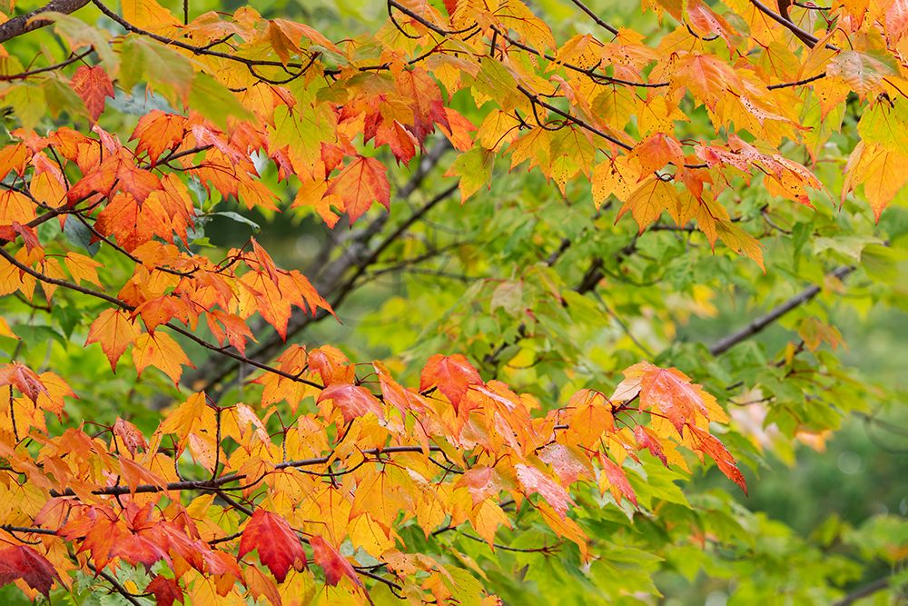 USA, Minnesota, Superior National Forest. Autumn colors in maple tree. art print by Jaynes Gallery for $57.95 CAD