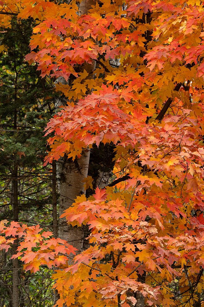 USA, Minnesota, Superior National Forest. Autumn colors in maple tree. art print by Jaynes Gallery for $57.95 CAD