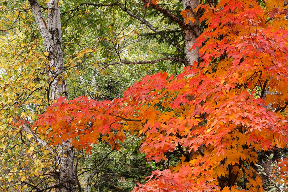 USA, Minnesota, Superior National Forest. Autumn colors in maple tree. art print by Jaynes Gallery for $57.95 CAD
