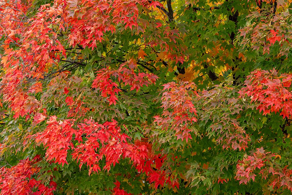 USA, Minnesota, Superior National Forest. Autumn colors in maple tree. art print by Jaynes Gallery for $57.95 CAD