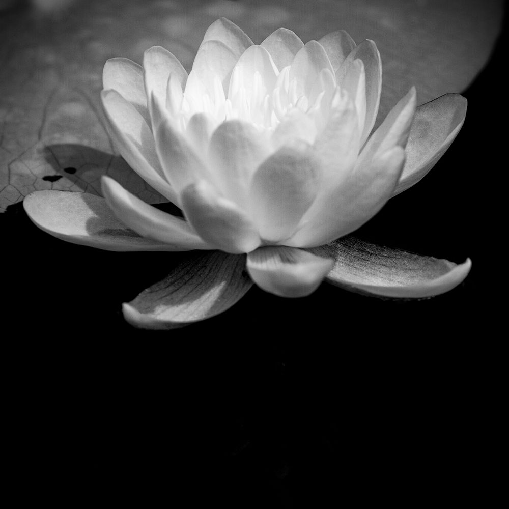 USA-Minnesota-La Salle Lake State Recration Area-La Salle Creek-Water Lilly art print by Peter Hawkins for $57.95 CAD