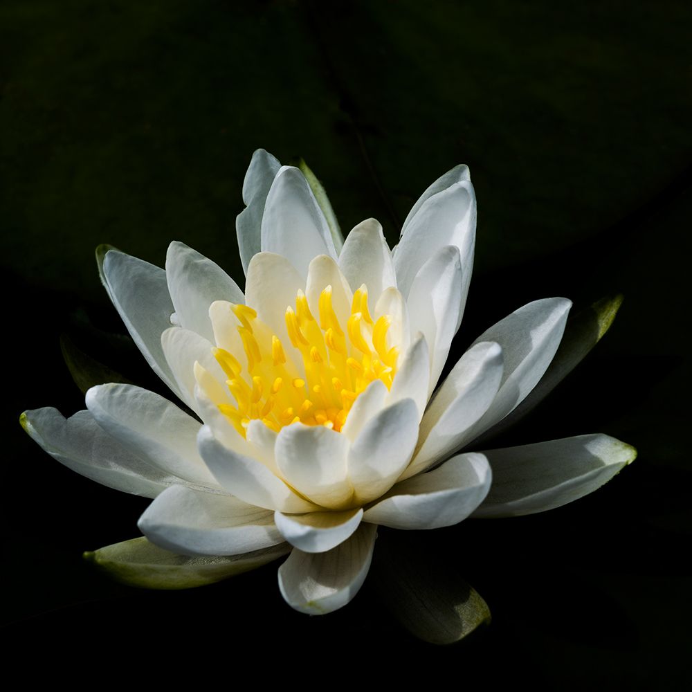 USA-Minnesota-La Salle Lake State Recration Area-La Salle Creek-Water Lilly art print by Peter Hawkins for $57.95 CAD