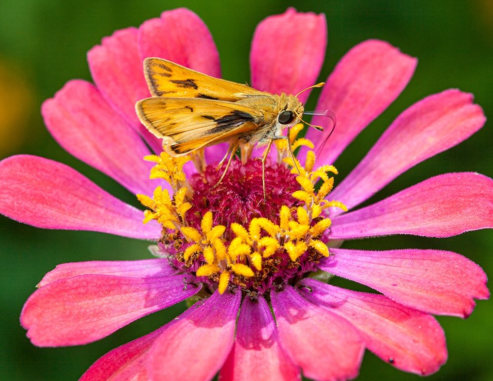 A skipper lands on a zinnia flower art print by Larry Richardson for $57.95 CAD