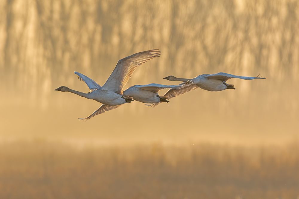 Trumpeter Swans-Cygnus buccinator-in flight at sunrise Riverlands Migratory Bird Sanctuary-West Alt art print by Richard and Susan Day for $57.95 CAD