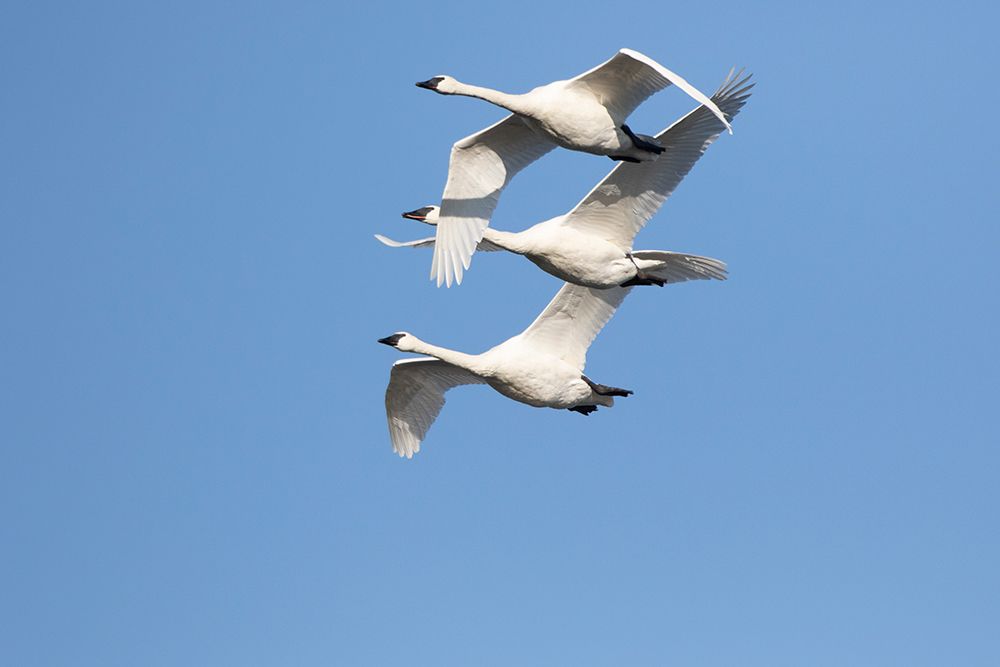 Trumpeter Swans-Cygnus buccinator-in flight Riverlands Migratory Bird Sanctuary-West Alton-Missouri art print by Richard and Susan Day for $57.95 CAD