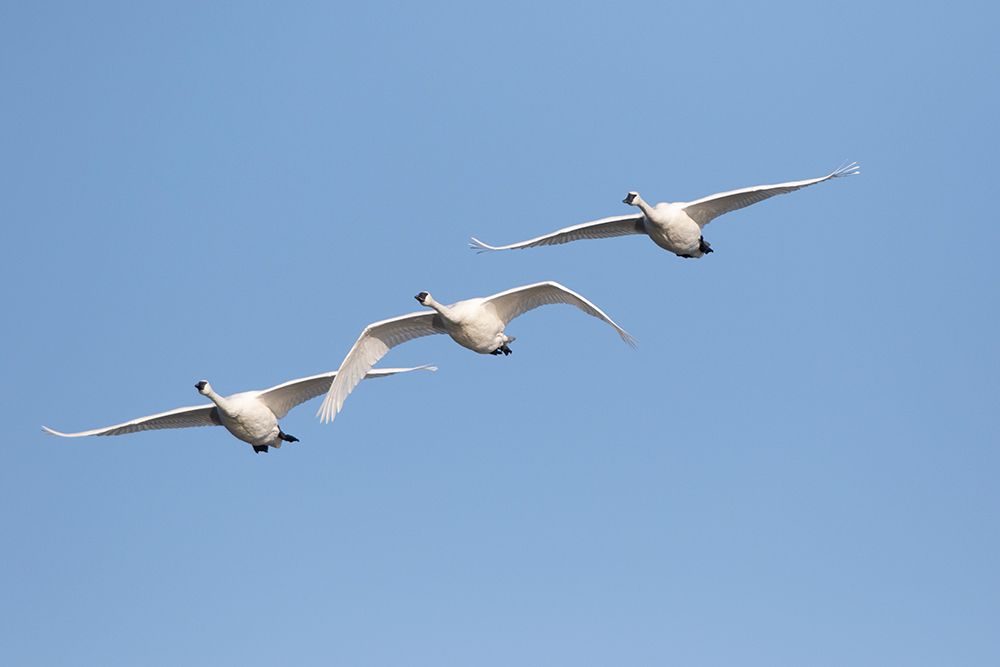 Trumpeter Swans-Cygnus buccinator-in flight Riverlands Migratory Bird Sanctuary-West Alton-Missouri art print by Richard and Susan Day for $57.95 CAD