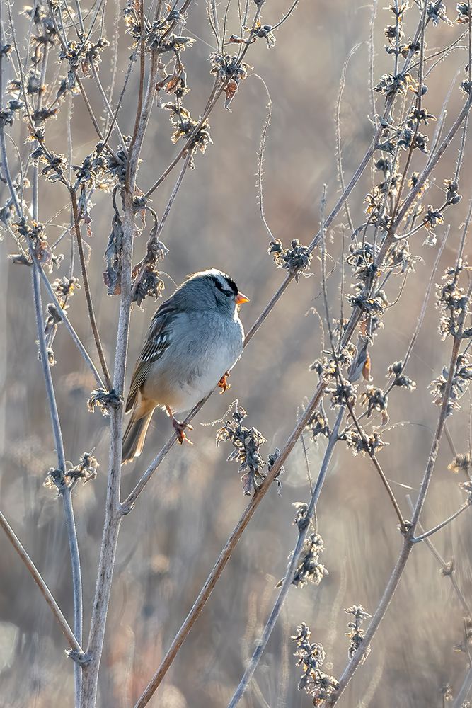 White-crowned Sparrow-Zonotrichia leucophrys-St-Charles County-Missouri art print by Richard and Susan Day for $57.95 CAD