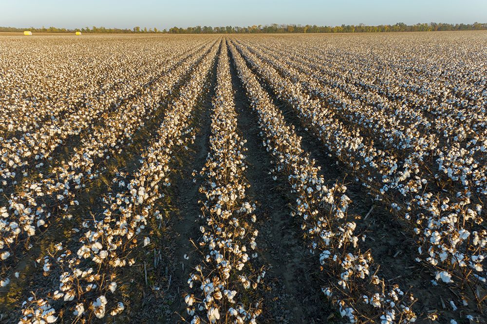 Cotton field at sunset-Stoddard County-Missouri art print by Richard and Susan Day for $57.95 CAD