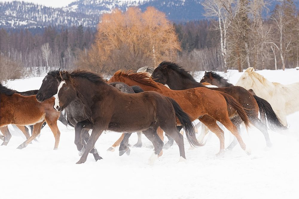 Rodeo horses running during winter roundup-Kalispell-Montana art print by Adam Jones for $57.95 CAD