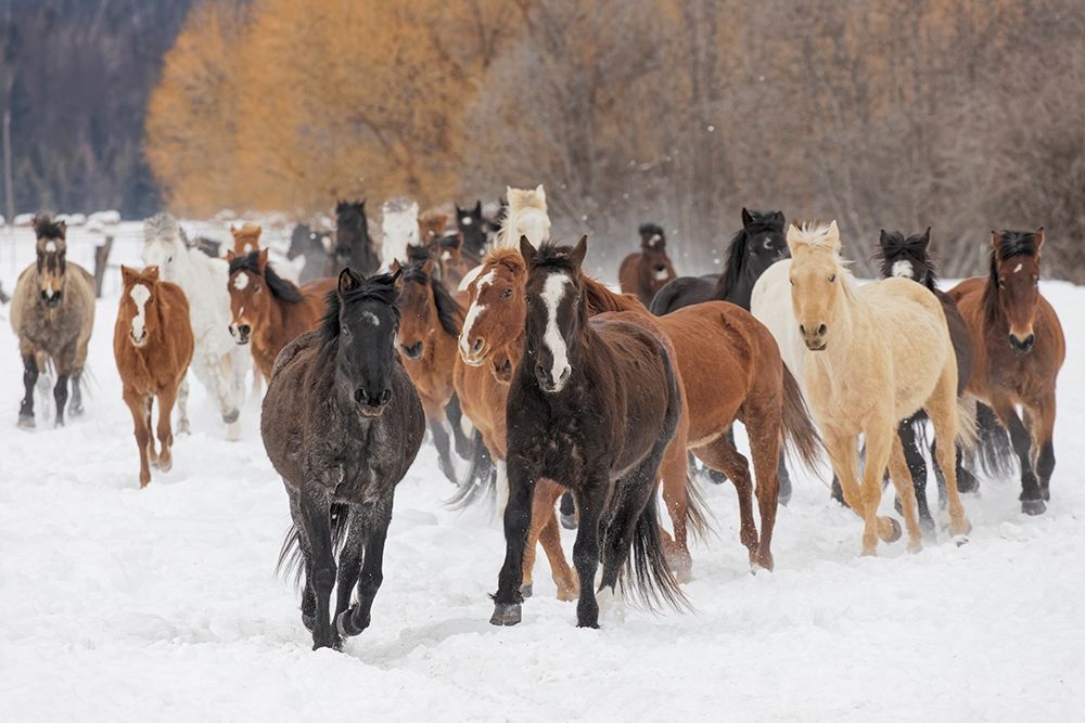 Rodeo horses running during winter roundup-Kalispell-Montana art print by Adam Jones for $57.95 CAD