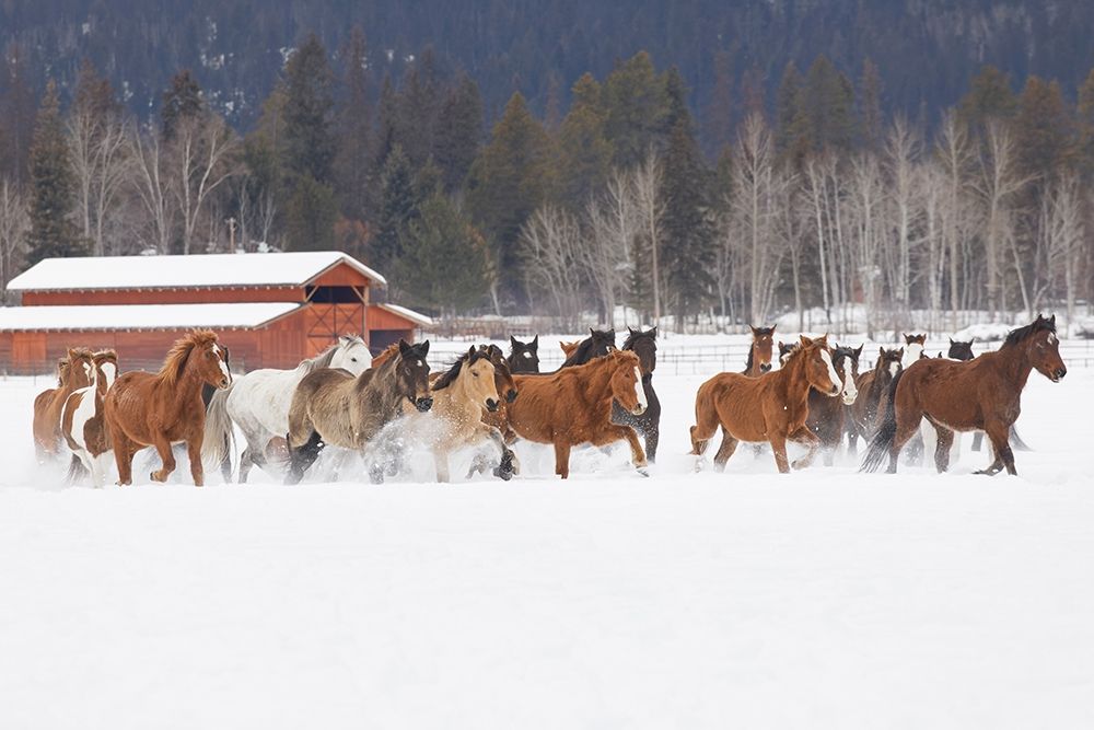 Rodeo horses running during winter roundup-Kalispell-Montana art print by Adam Jones for $57.95 CAD