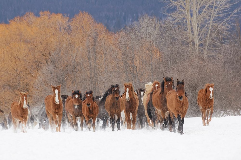 Rodeo horses running during winter roundup-Kalispell-Montana art print by Adam Jones for $57.95 CAD