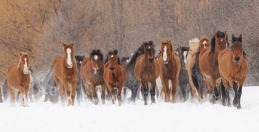 Panoramic view of rodeo horses running during winter roundup-Kalispell-Montana art print by Adam Jones for $57.95 CAD