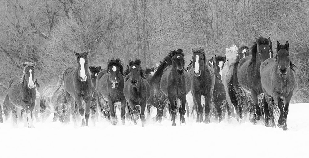 Panoramic view of rodeo horses running during winter roundup-Kalispell-Montana art print by Adam Jones for $57.95 CAD