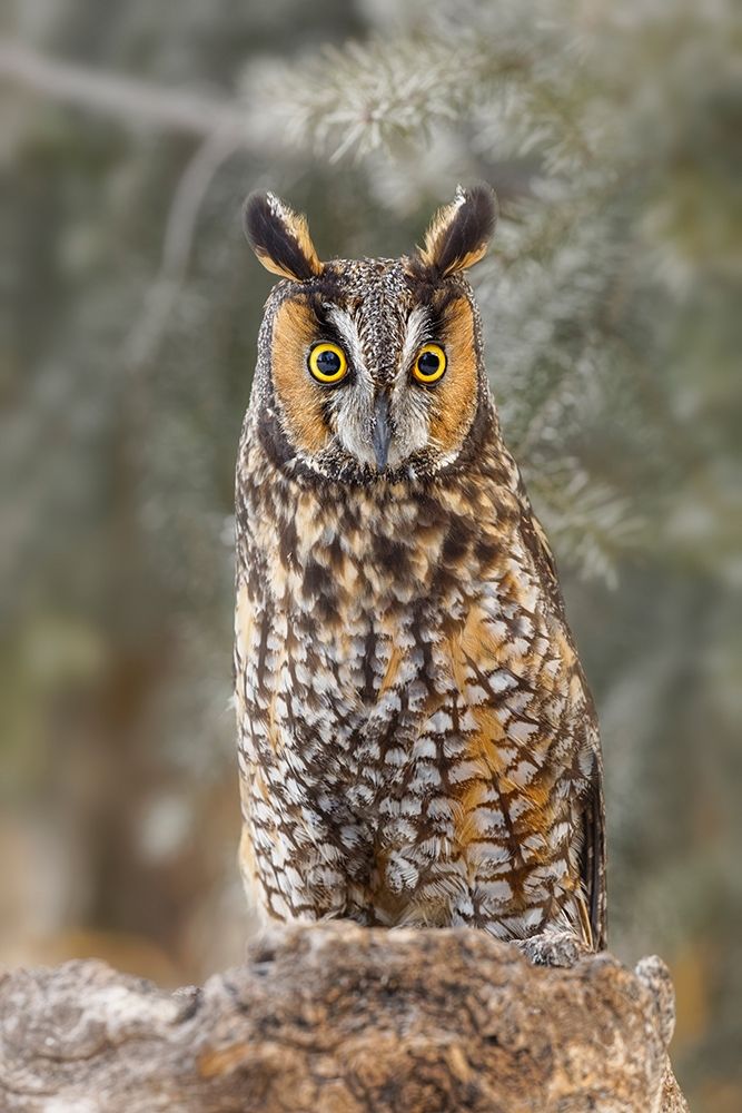 Long-eared owl-Asio otus-controlled situation-Montana art print by Adam Jones for $57.95 CAD