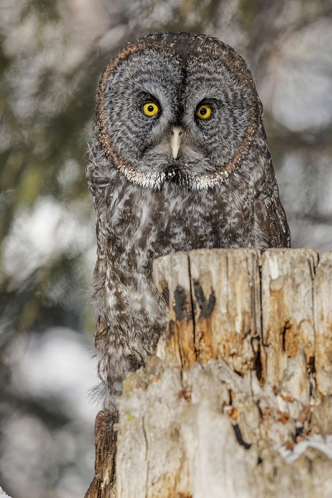 Great grey owl-Strix nebulosa-controlled situation art print by Adam Jones for $57.95 CAD
