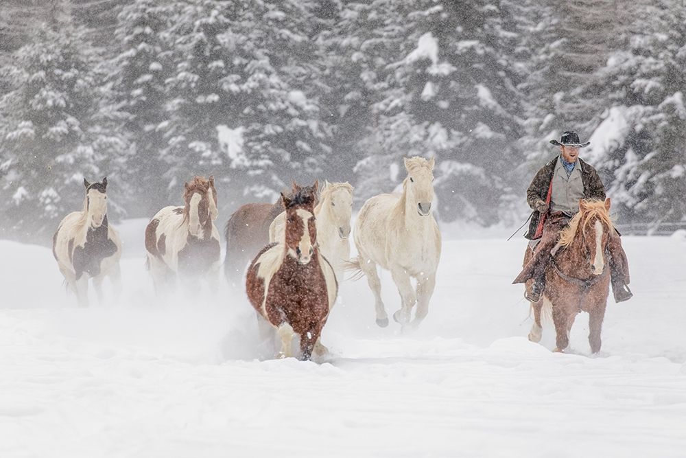 Cowboy during winter roundup-Kalispell-Montana art print by Adam Jones for $57.95 CAD