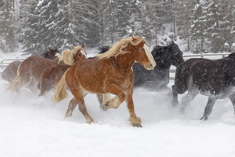 Rodeo horses running during winter roundup-Kalispell-Montana art print by Adam Jones for $57.95 CAD