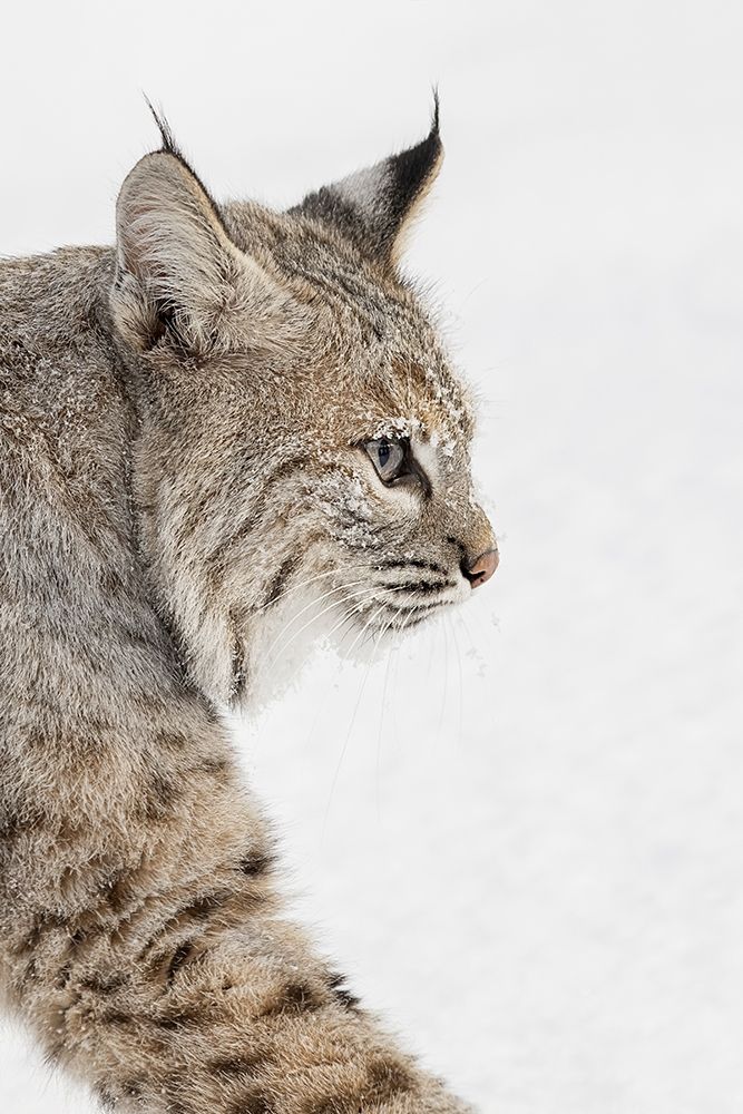 Bobcat in snow-Lynx rufus-controlled situation-Montana art print by Adam Jones for $57.95 CAD