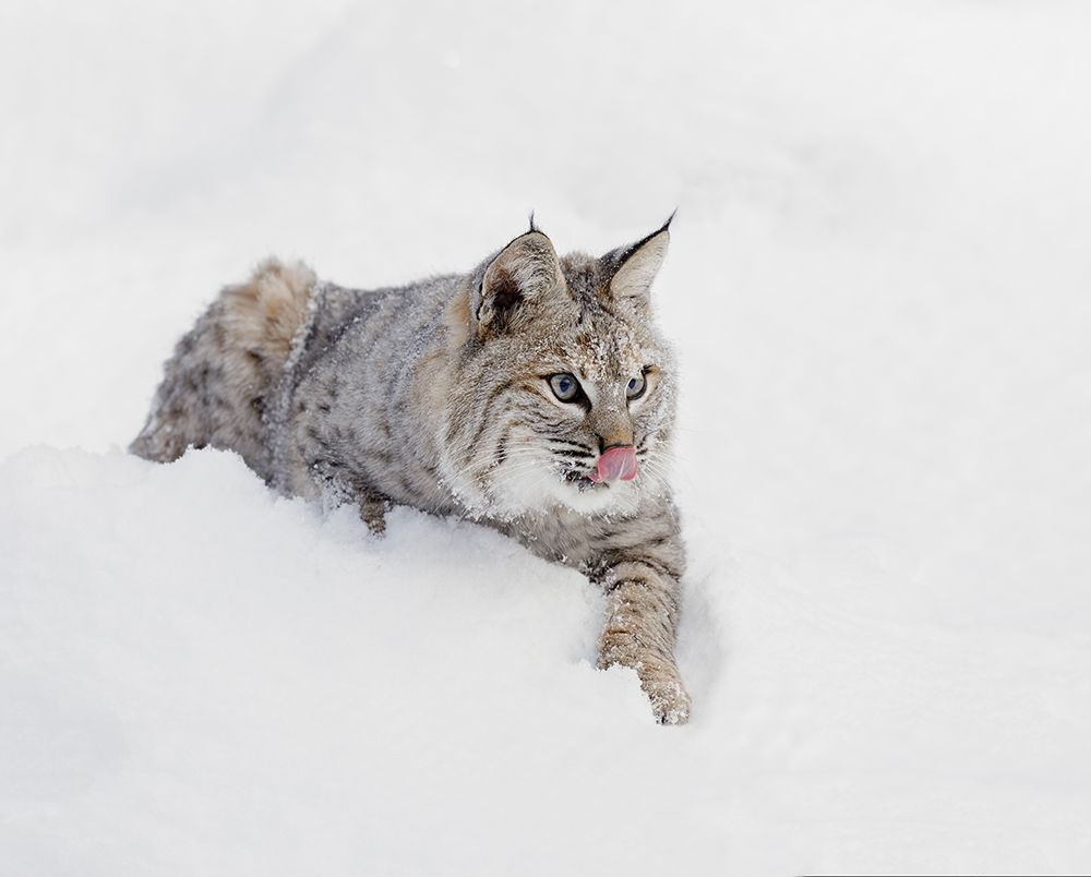 Bobcat in snow-Lynx rufus-controlled situation-Montana art print by Adam Jones for $57.95 CAD
