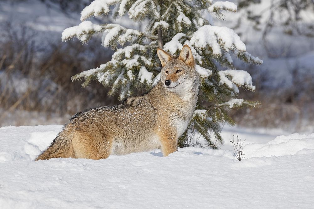 Coyote in deep winter snow-Canis latrans-controlled situation-Montana art print by Adam Jones for $57.95 CAD