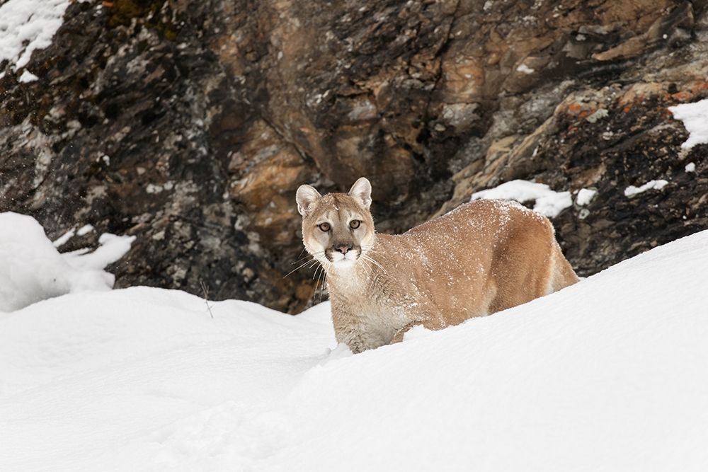 Cougar or Mountain Lion in deep winter snow-Puma concolor-controlled situation art print by Adam Jones for $57.95 CAD