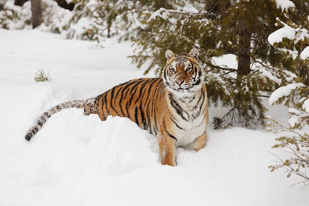 Siberian tiger in deep winter snow-Panthera tigris tigris-controlled situation-Montana art print by Adam Jones for $57.95 CAD