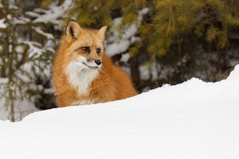 Red fox in deep winter snow-Vulpes vulpes-controlled situation-Montana art print by Adam Jones for $57.95 CAD