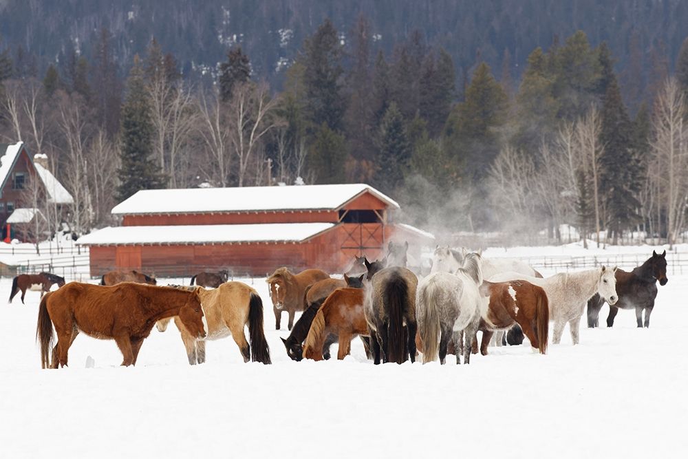 Rodeo horses running during winter roundup-Kalispell-Montana art print by Adam Jones for $57.95 CAD