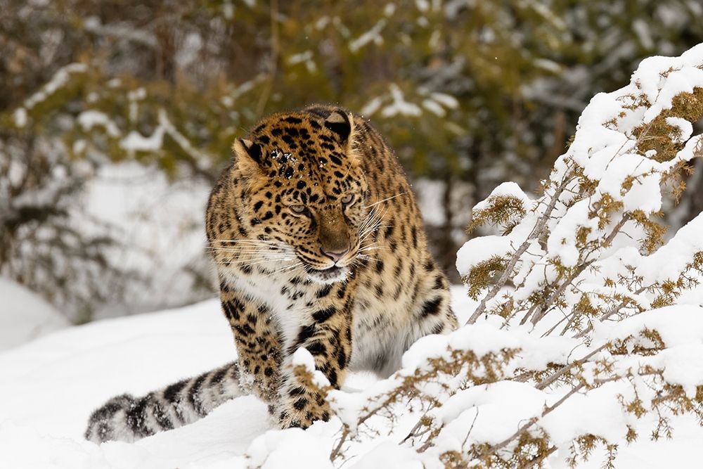 Amur leopard-Panthera pardus orientalis-controlled situation art print by Adam Jones for $57.95 CAD