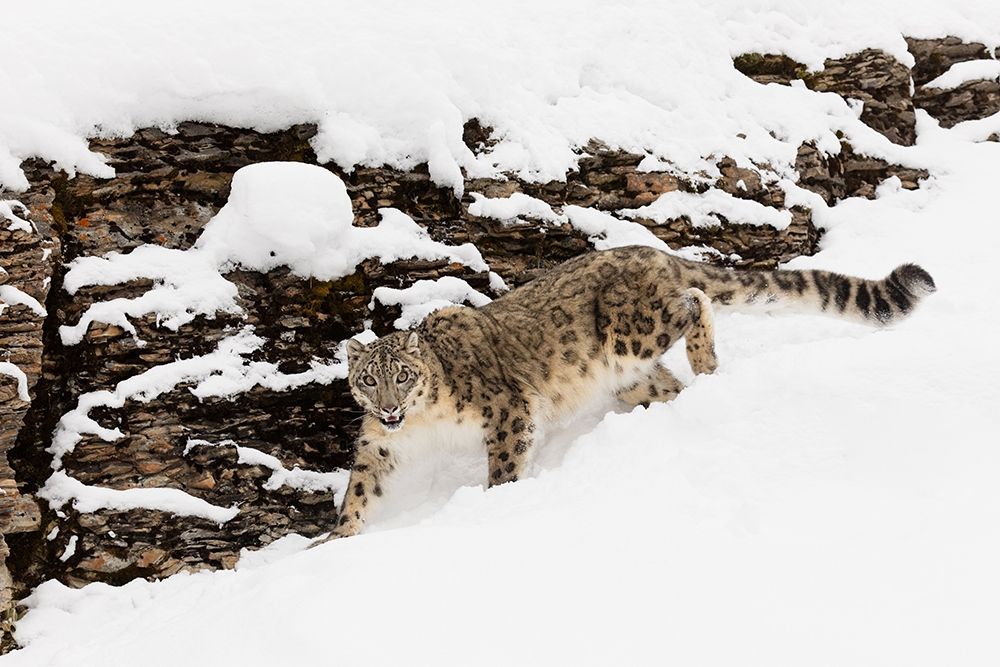 Snow leopard in winter snow-Panthera uncia-controlled situation art print by Adam Jones for $57.95 CAD
