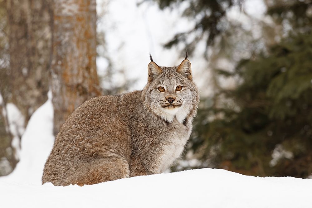 Canada lynx in winter-Lynx canadensis-controlled situation art print by Adam Jones for $57.95 CAD