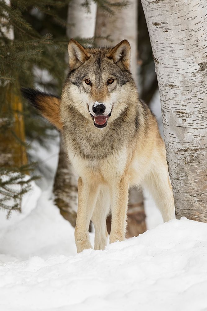 Tundra wolf-Canis lupus albus-in winter-controlled situation-Montana art print by Adam Jones for $57.95 CAD