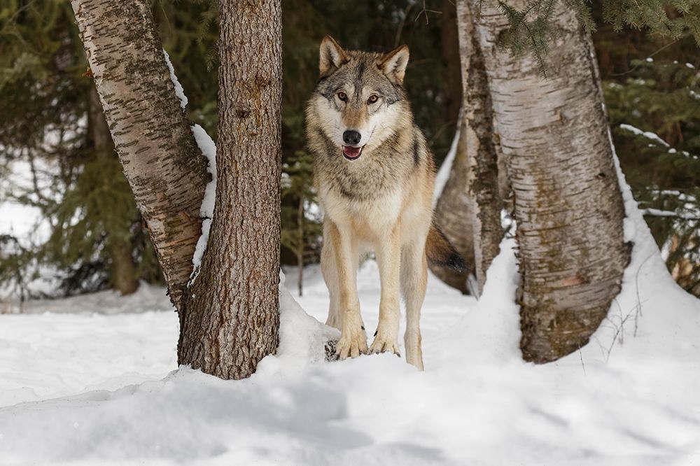Tundra wolf-Canis lupus albus-in winter-controlled situation-Montana art print by Adam Jones for $57.95 CAD