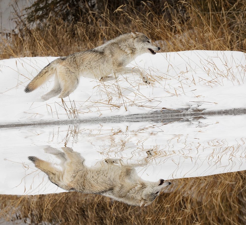 Tundra wolf running-Canis lupus albus-in winter-controlled situation-Montana art print by Adam Jones for $57.95 CAD