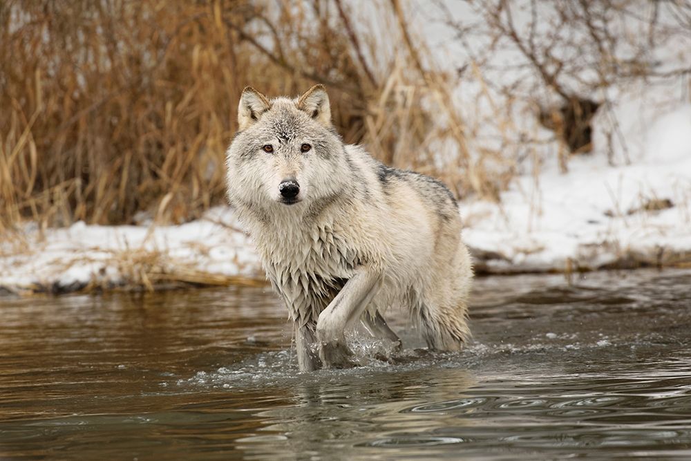 Tundra wolf-Canis lupus albus-in winter-controlled situation-Montana art print by Adam Jones for $57.95 CAD