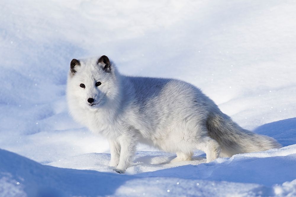 Arctic fox in winter-Vulpes lagopus-controlled situation art print by Adam Jones for $57.95 CAD
