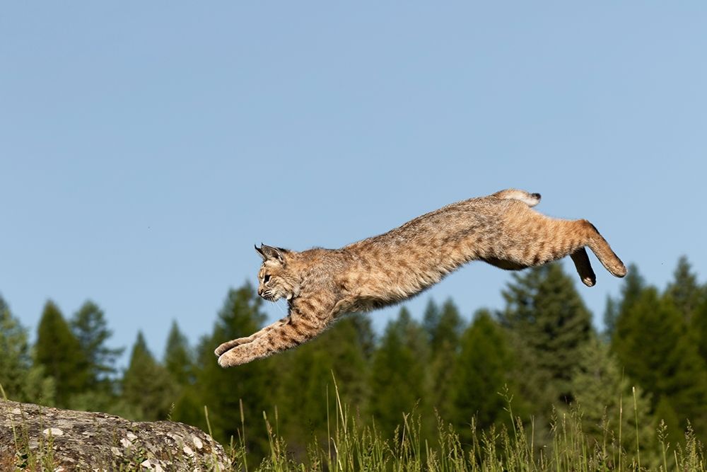 Bobcat jumping-Lynx Rufus Captive art print by Adam Jones for $57.95 CAD