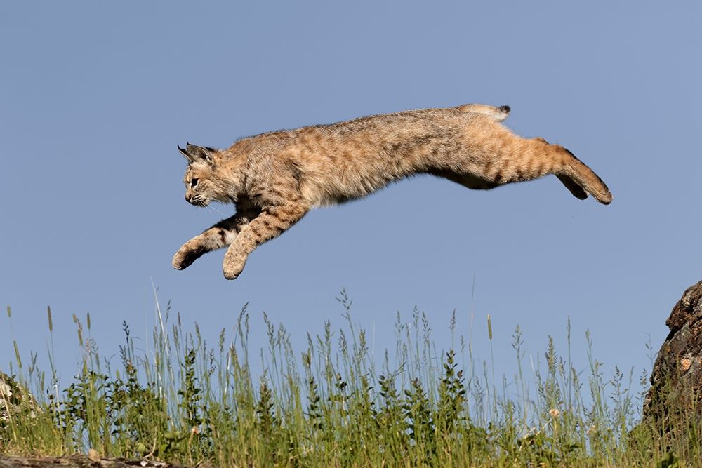 Bobcat jumping-Lynx Rufus Captive art print by Adam Jones for $57.95 CAD