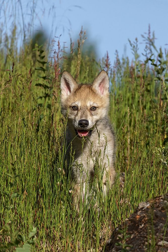 Wolf pup-Canis lupus-Captive art print by Adam Jones for $57.95 CAD