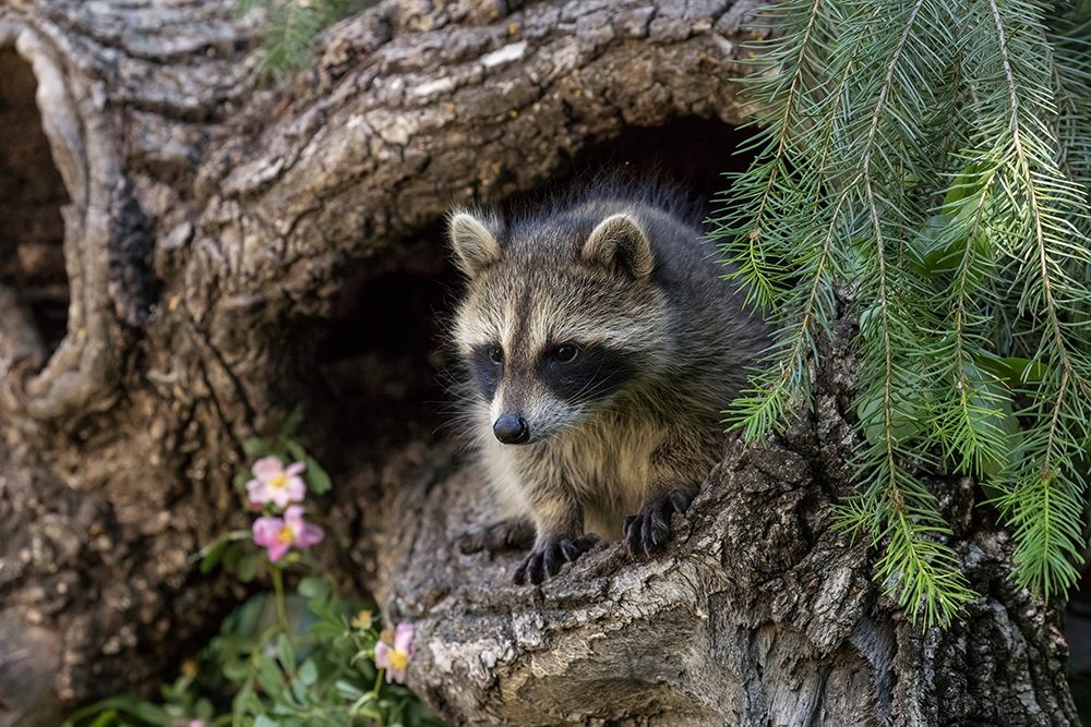 North American raccoon-in hollow log-Procyon lotor-Montana art print by Adam Jones for $57.95 CAD
