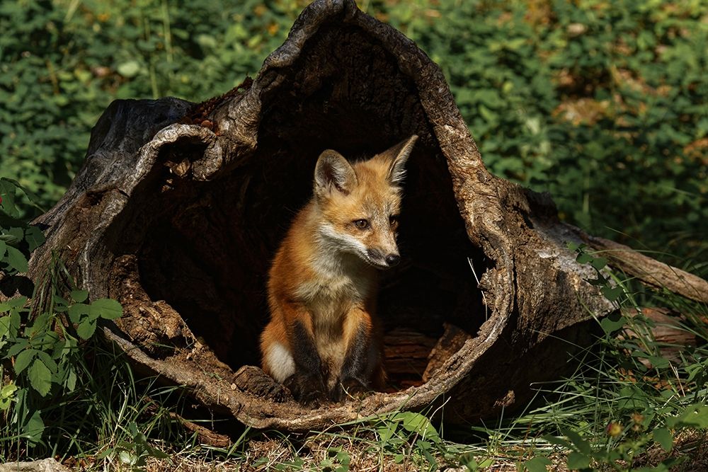 Red Fox kit-Vulpes Vulpes Captive art print by Adam Jones for $57.95 CAD