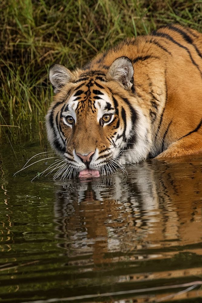 Siberian Tiger reflection while drinking-Panthera tigris Altaic Captive art print by Adam Jones for $57.95 CAD